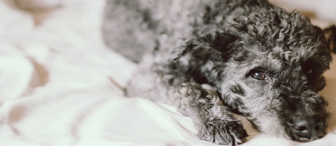 Ein niedergeschlagener Hund – Symbolbild für Hundekrankheiten und Parasitenbefall